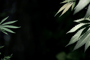 Cross-Lot Contamination in Cannabis Storage: How One Bad Batch Can Ruin the Rest