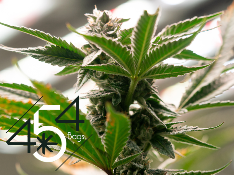 Close-up of a mature cannabis plant with vibrant green leaves and dense buds, featuring the 454 Bags logo, showcasing high-quality cultivation and storage solutions.