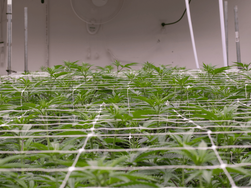 Hemp Net Trellis Netting for Texas Hemp Farms: Boost Yields
