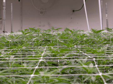 Texas hemp farm with trellis netting supporting cannabis plants for improved growth and higher yields.