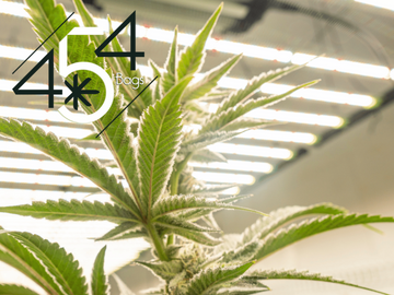 Vibrant cannabis plant under artificial lights with the 454 Bags logo superimposed, highlighting the brand's association with high-quality cannabis cultivation.
