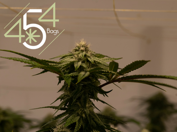 A towering cannabis plant displaying a rich, trichome-coated bud with the 454 Bags logo, symbolizing their commitment to optimal cannabis storage solutions.