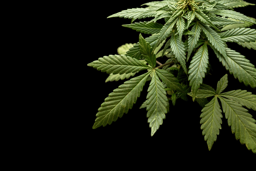 Mechanical Trichome Loss: How Cannabis Loses Resin During Handling—Not Trimming