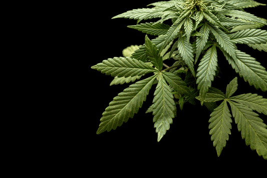 Mechanical Trichome Loss: How Cannabis Loses Resin During Handling—Not Trimming