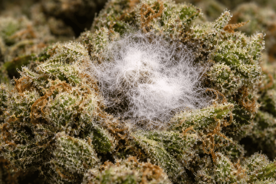 Close-up of mold forming inside cannabis bud showing internal contamination risk