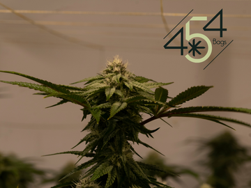 Flowering cannabis plant in an indoor grow room with the 454 Bags logo in the top right corner, highlighting premium packaging solutions for growers.