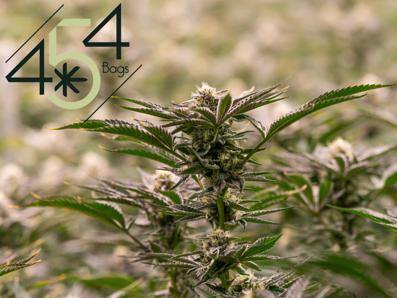 Lush cannabis plant with mature buds, prominently featuring the 454 Bags logo, emphasizing their expertise in cannabis storage solutions.