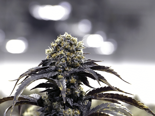 Close-up of a mature cannabis plant with dense buds and frosty trichomes, captured under indoor cultivation lighting.