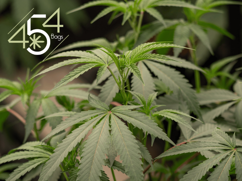 Close-up of healthy cannabis leaves with the 454 Bags logo in the top left corner, representing premium cannabis packaging solutions.