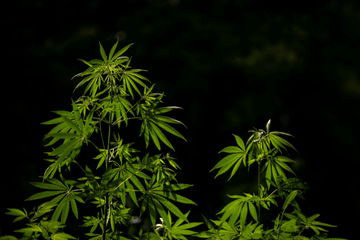 Rehydration Myths in Cannabis: Why “Fixing” Dry Flower Usually Makes It Worse