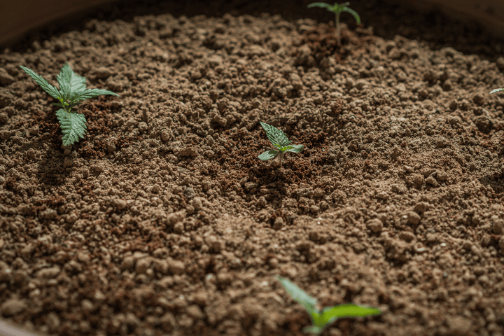 Small cannabis seedling sprouting from nutrient-rich soil, illustrating proper moisture levels for early-stage growth.