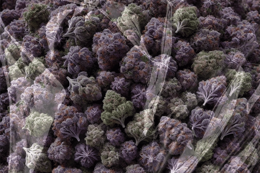 Close-up of cannabis trichomes showing static buildup on dense flower during handling