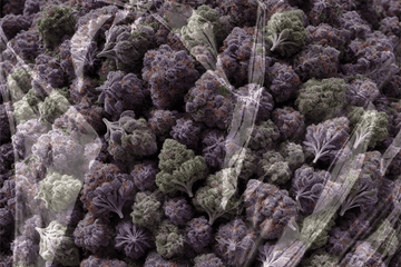 Close-up of cannabis trichomes showing static buildup on dense flower during handling