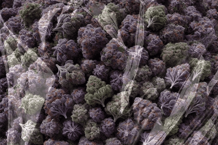 Close-up of cannabis trichomes showing static buildup on dense flower during handling