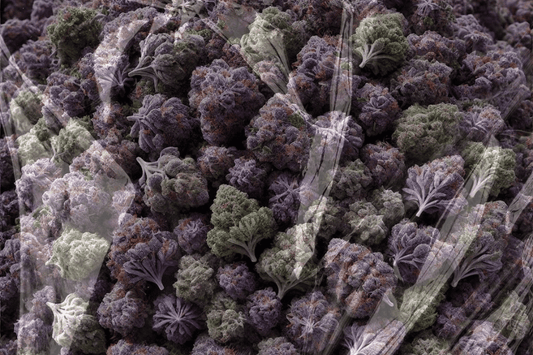 Close-up of cannabis trichomes showing static buildup on dense flower during handling