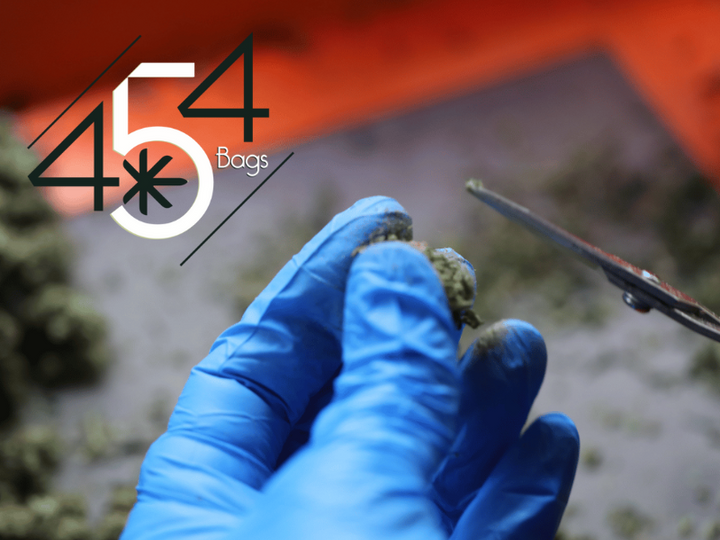 Close-up of a person wearing blue nitrile gloves, holding a cannabis bud and trimming scissors, with the 454 Bags logo displayed, emphasizing precision in cannabis processing.