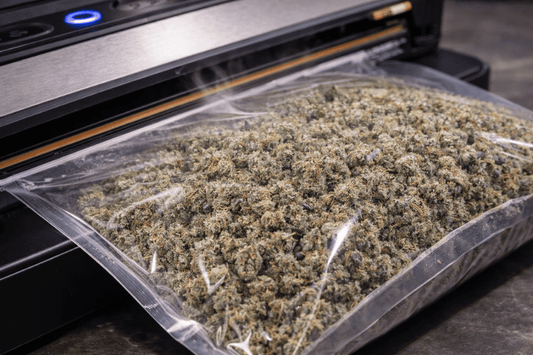 Vacuum sealing cannabis flower inside a black storage bag to reduce oxygen exposure