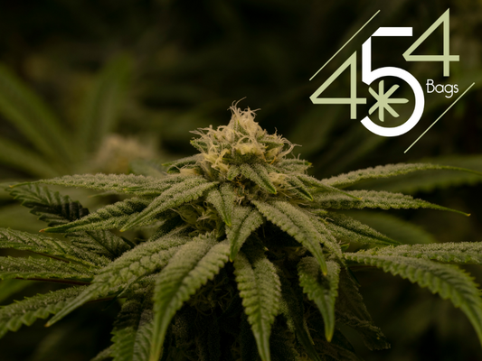 A mature cannabis plant with dense, trichome-covered buds, highlighted by the 454 Bags logo, showcasing their focus on premium cannabis storage solutions.