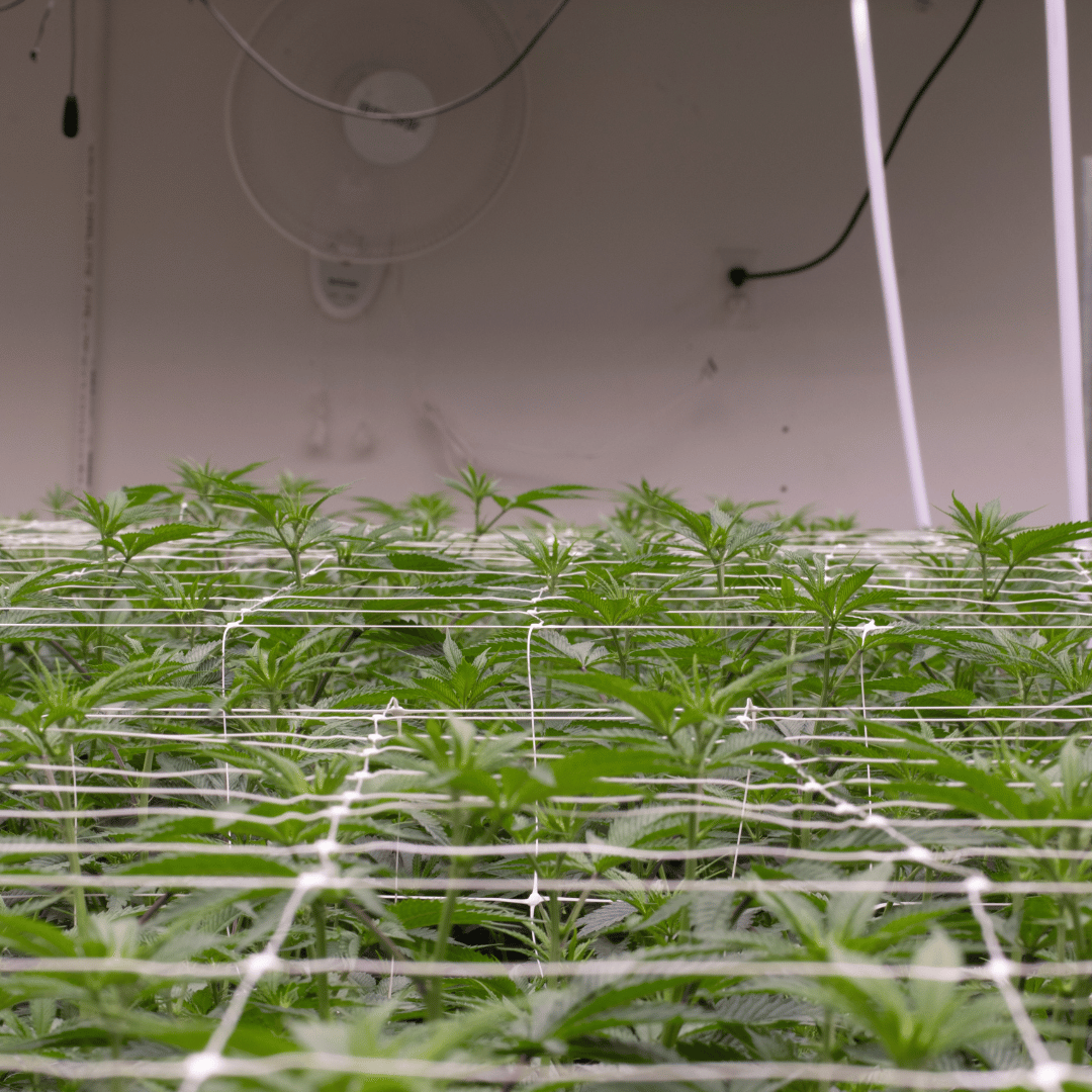 Image of large scale farm using trellis netting