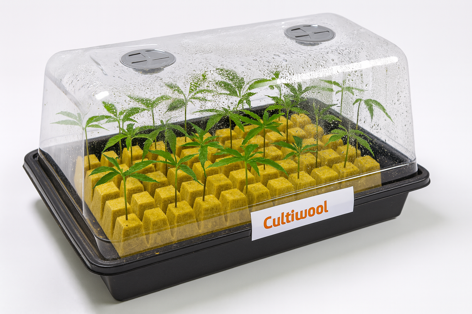 Propagation tray with humidity dome showing clones rooted in Cultiwool 1.4" rockwool starter plugs.