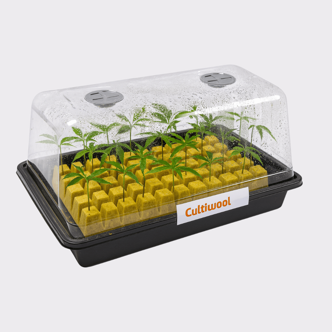 Cultivwool propagator with young plants inside on a white background