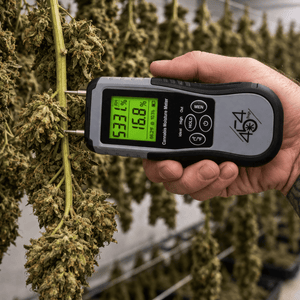 Cannabis moisture meter on trimming table with buds and trimming scissors in post-harvest workspace