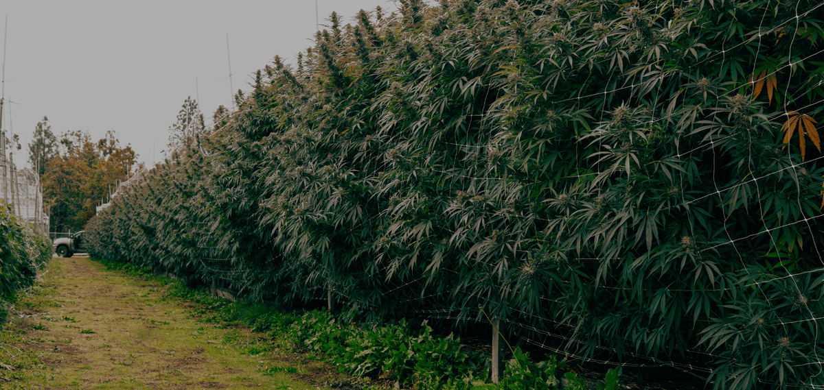 Rows of tall cannabis plants growing outdoors